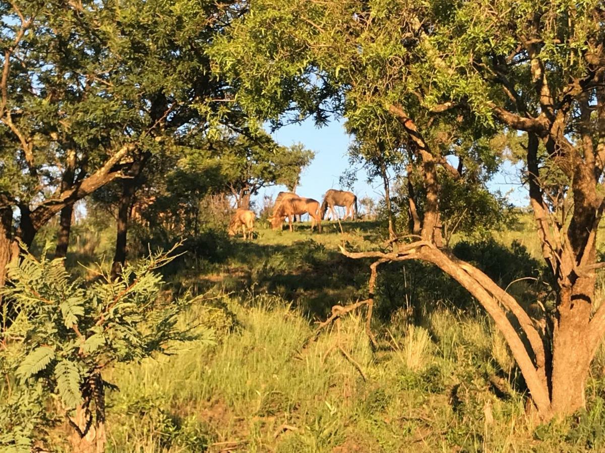 Olive Tree Farm Bed & Breakfast Magaliesburg Eksteriør bilde